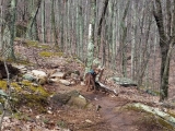 COMMANDS YOUR HIKING DOG SHOULD OBEY – TRAIL ETIQUETTE 101