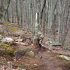 BUILD YOUR OWN CANINE FIRST AID KIT – DIY HIKERS GUIDE