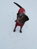 DOG HIKING GEAR FOR WINTER – HOW TO KEEP TRAIL DOGS WARM!