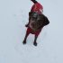 COMMANDS YOUR HIKING DOG SHOULD OBEY – TRAIL ETIQUETTE 101