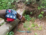 12 DOG BACKPACKING & HIKING ESSENTIALS – COMPLETE KIT!
