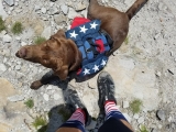 23 Dog Backpacks – Have Fido Carry Their Own 💩!