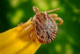 BEST TICK PREVENTATIVES 4 DOGS & WHAT YOU’RE UP AGAINST!