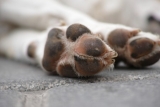 DOG PAW PROTECTION – 4 SEASONS OF CARE🌻🌞🍁❄