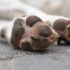 DO TICKS DIE IN THE WINTER WHEN IT GET’S COLD?