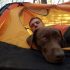 BUILD YOUR OWN CANINE FIRST AID KIT – DIY HIKERS GUIDE